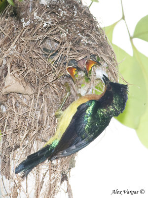 Ruby-cheeked Sunbird - male feeding - 2009