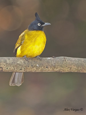 Black-crested Bulbul - 2009