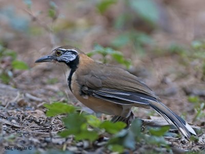 Greater-neclaced Laughinthrush
