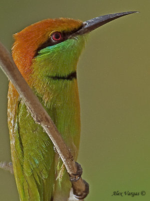 Green Bee-eater - portrait - 2009