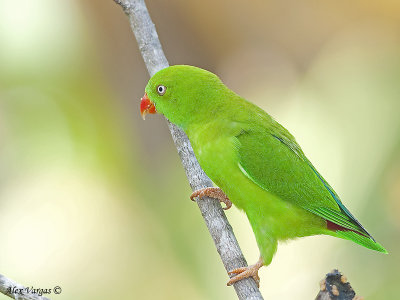 Vernal Hanging-Parrot