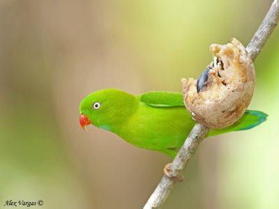 Vernal Hanging-Parrot 2