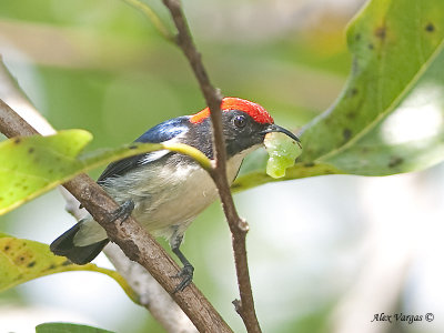 Scarlet-backed Flowerpecker -- Sp 248