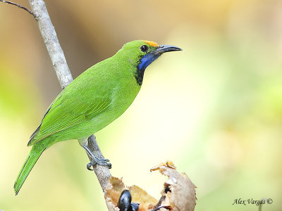 Golden-fronted Leafbird - male - 2009