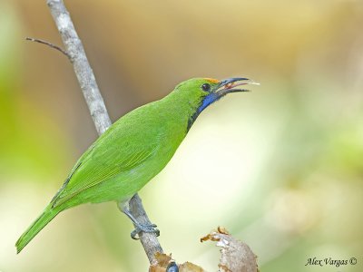 Golden-fronted Leafbird - male - 2009 - 3