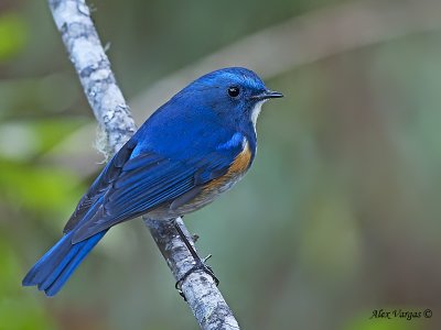 Red-flanked Bluetail - male - 2009