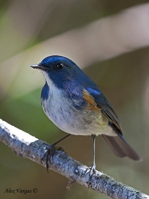 Red-flanked Bluetail - male 2 - 2009