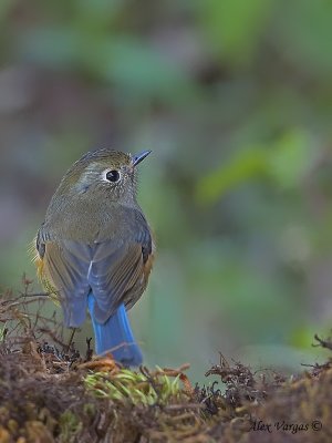 Red-flanked Bluetail - female - back view - 2009