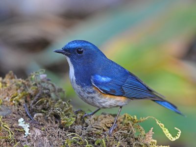 Red-flanked Bluetail - male 3 - 2009