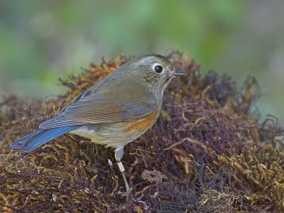 Red-flanked Bluetail - female 3 - 2009