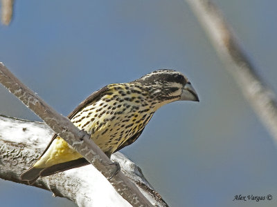 Spot-winged Grosbeak - female