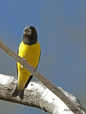 Spot-winged Grosbeak - male 2