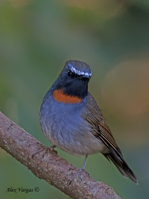 Rufous-gorgeted Flycatcher - male - 2009 - 3