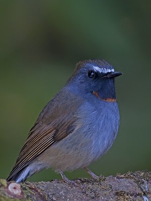 Rufous-gorgeted Flycatcher - male - 2009 - 4