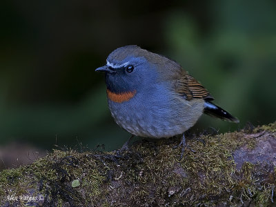 Rufous-gorgeted Flycatcher - male - 2009 - 2