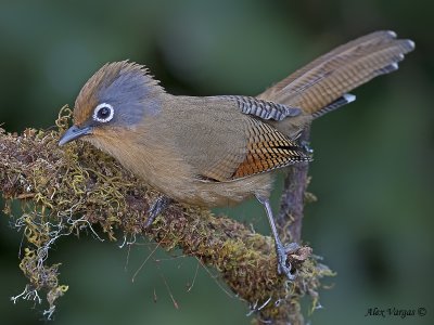 Spectacled Barwing - 2009