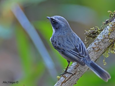 Grey Bushchat male 3