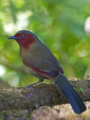 Red-faced Liochichla - 2009 - profile