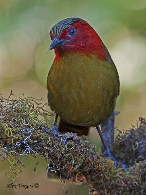 Red-faced Liochichla - 2009 - alert