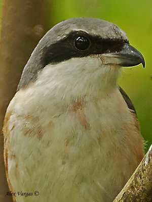 Grey-backed Shrike - portrait
