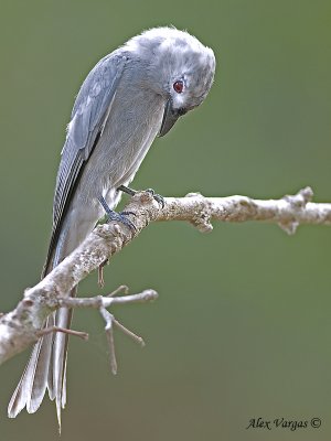 Ashy Drongo - pale - look down