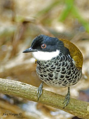 Scaly-breasted Bulbul 5