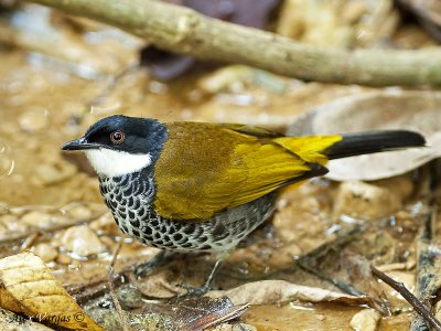 Scaly-breasted Bulbul  --  Sp 278