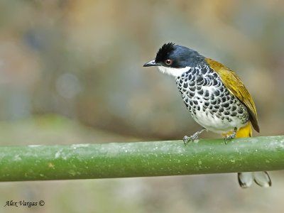 Scaly-breasted Bulbul 2