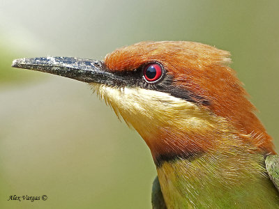 Chestnut-headed Bee-eater - 2010 - portrait