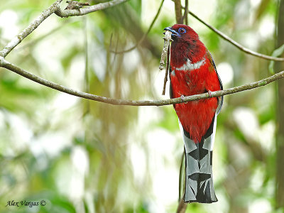 Red-headed Trogon - male 2