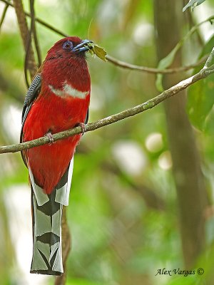 Red-headed Trogon - male