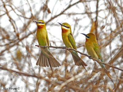Blue-tailed Bee-eater - 2010 - 3 amigos