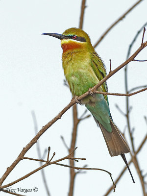 Blue-tailed Bee-eater - 2010