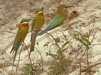 Blue-tailed Bee-eater - 2010 - 2