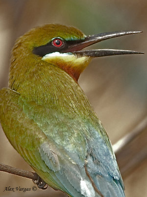 Blue-tailed Bee-eater - 2010 - portrait