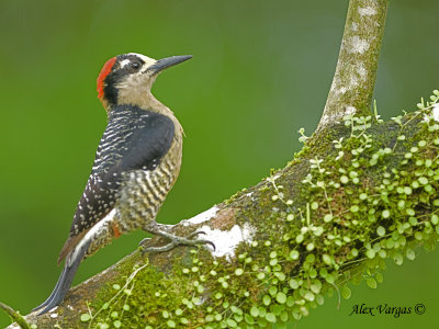 Black-cheeked Woodpecker 2010