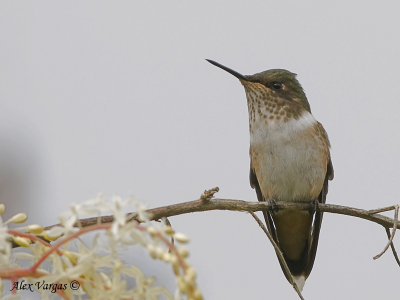 Scintillan Hummingbird - female 2010