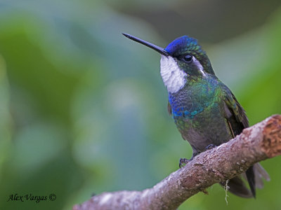 White-throated Mountain-gem 2010 - male