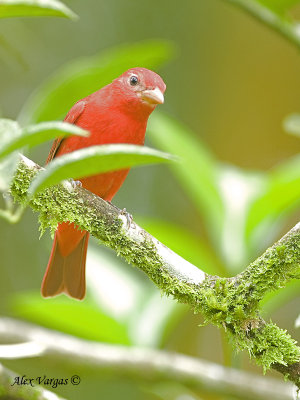 Summer Tanager 2010 - 2