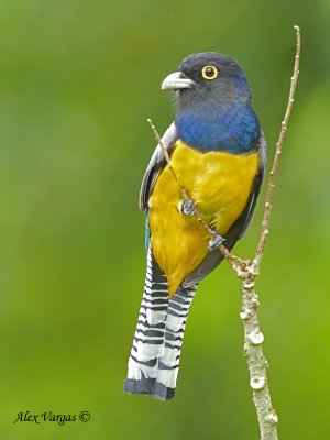 Gartered Trogon 2010 - front view