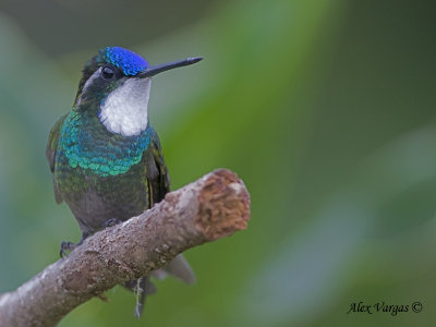 White-throated Mountain-gem 2010 - male 2