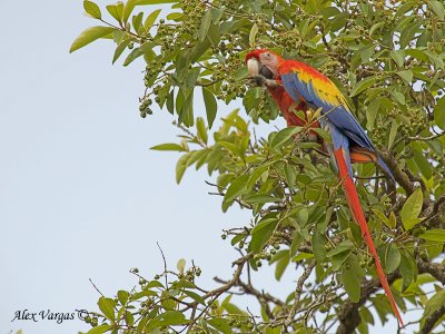 Scarlet Macaw 2010 - 2