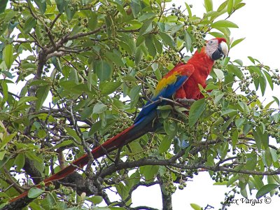Scarlet Macaw 2010