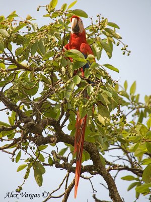 Scarlet Macaw 2010 - 3