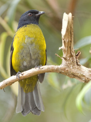Black-and-Yellow Silky-Flycatcher 2010 - male 2