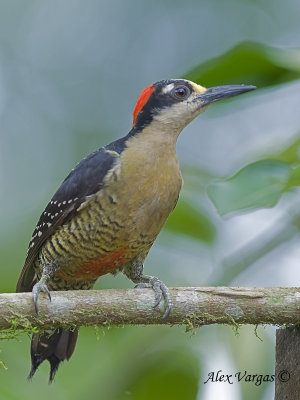 Black-cheeked Woodpecker 2010 - alert