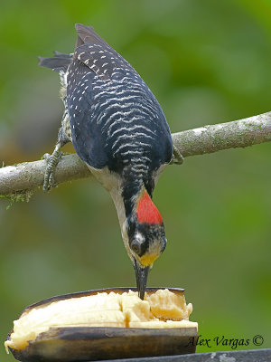 Black-cheeked Woodpecker 2010 - on the feeder