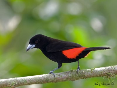 Passerini's Tanager 2010 - male