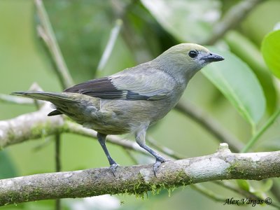 Palm Tanager 2010