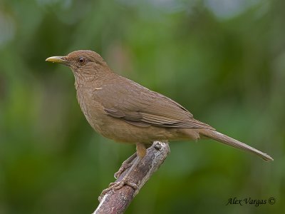 Clay-colored Thrush 2010 - 2